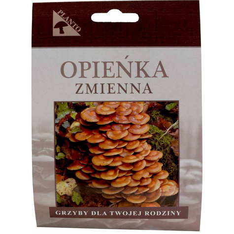 Grzybnia na kołkach Opieńka zmienna 20szt