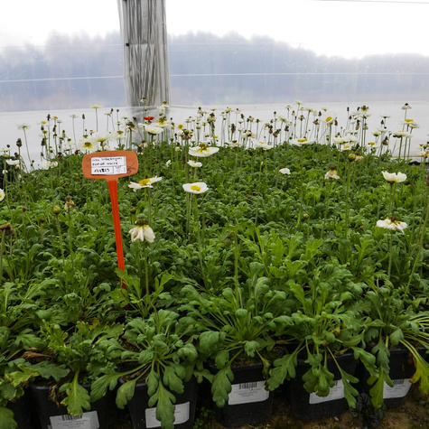 Mak syberyjski Pop-up White (C2)