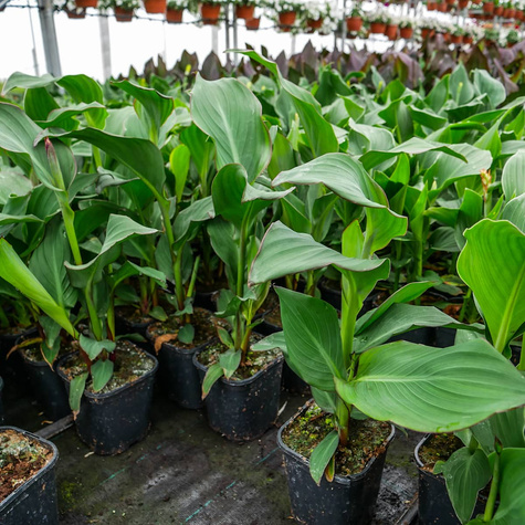 Kanna Canna czerwona zielonolistna Paciorecznik SADZONKA C2