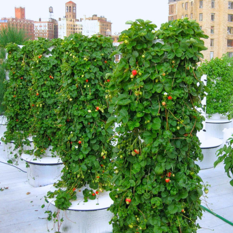 Truskawka Albion pnąca wisząca powtarzająca FRIGO