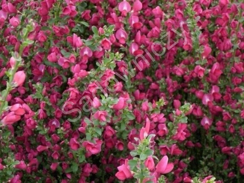 Szczodrzeniec Żarnowiec miotlasty Boskoop Ruby (C2)