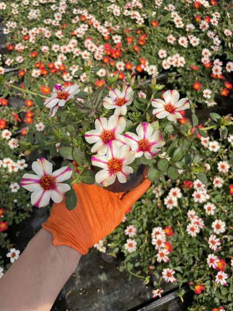 Portulaka zwisająca biało-purpurowa