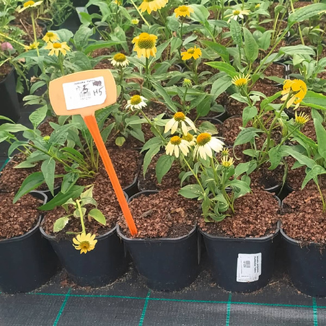 Jeżówka purpurowa PolliNation Yellow (C2)