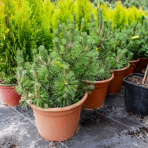 Sosna górska kosodrzewina Mugo Mops