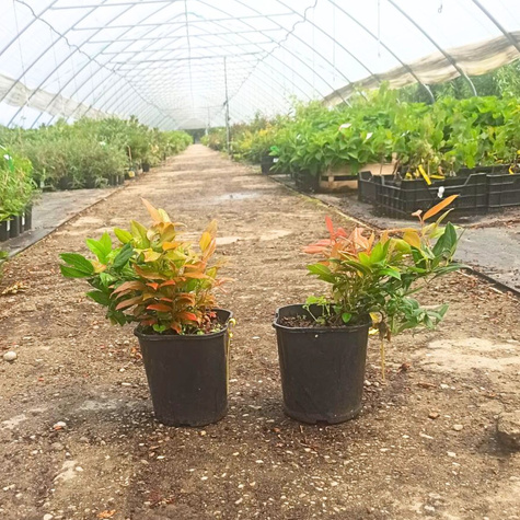 Kiścień Scarletta (C2)