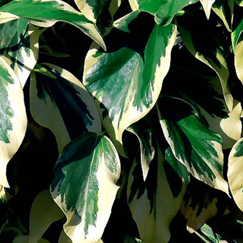 Bluszcz kolchidzki Denata Variegata