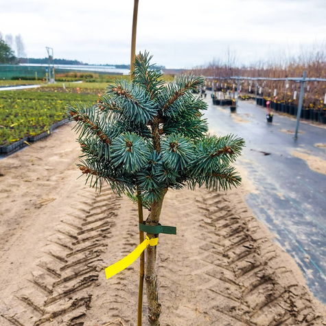 Świerk sitkajski Rom szczepiony na pniu Pa70