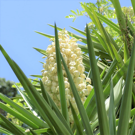 Juka Srebrzysta (C2)