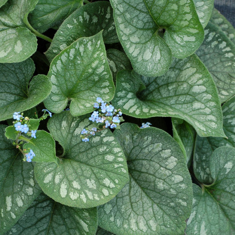 Brunnera wielkolistna Emerald Mist (C2)