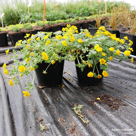 Pięciornik alpejski Goldrausch