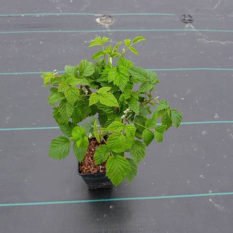 Malina purpurowa Glen Coe (C2) bezkolcowa