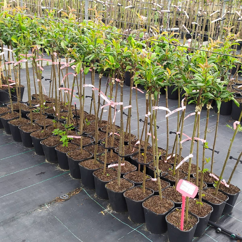 Pigwowiec okazały Nivalis Szczepiony na pniu PA60 (C2)