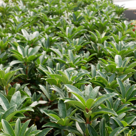 Rododendron Annah Kruschke (C2)