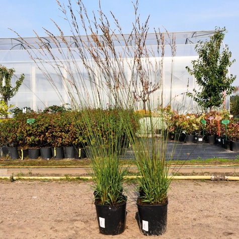 Trzęślica modra Edith Dudszus (C2)