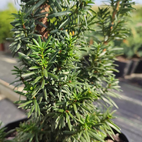 Cis pośredni Wojtek