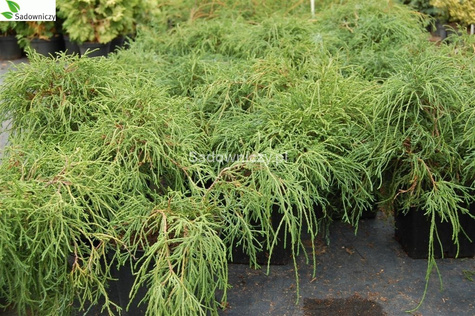 Cyprysik groszkowy Filifera Nana