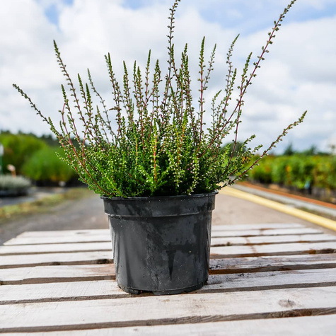 Wrzos pospolity Allegro różowy pączkowy