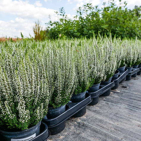 Wrzos pospolity Valeria