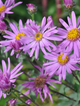 Aster gawędka Brilliant fioletowy