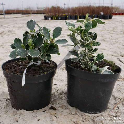 Trzmielina japońska Kathy (C2)