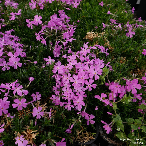 Płomyk szydlasty Floks McDaniel's Cushion (C2)