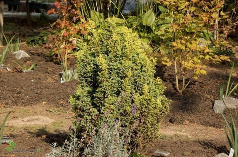 Cyprysik groszkowy Squarrosa Aurea