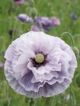 Mak polny Amazing Grey 0,1g