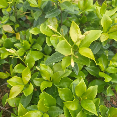 Jaśmin gwiazdkowy Star of Tosacane (C2)