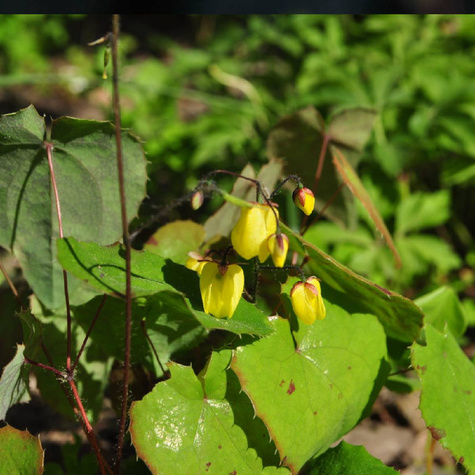Epimedium Sunny and Share (ISU Awards 2020) (P9)