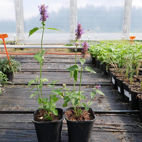 Kłosowiec ogrodowy Blue Boa Mięta Kolibra (C2)