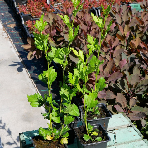 Ketmia syryjska Hibiskus Marina (P9)