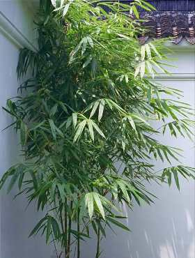 Bambus mrozoodporny (C2)