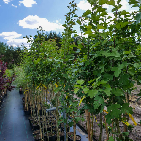 Głóg Dwuszyjkowy Paul's Scarlet Drzewiasty