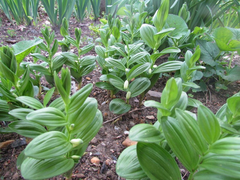 Kokorycz pełna (C2)