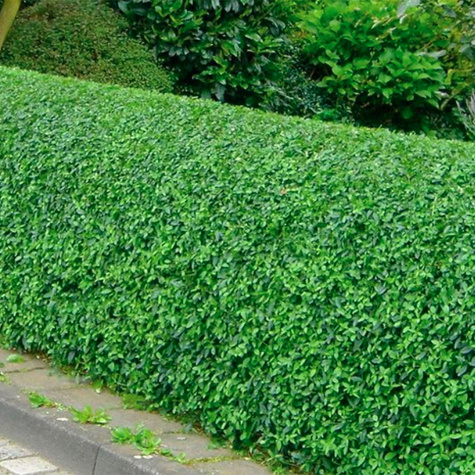 Ligustr Liguster zimozielony (C2)