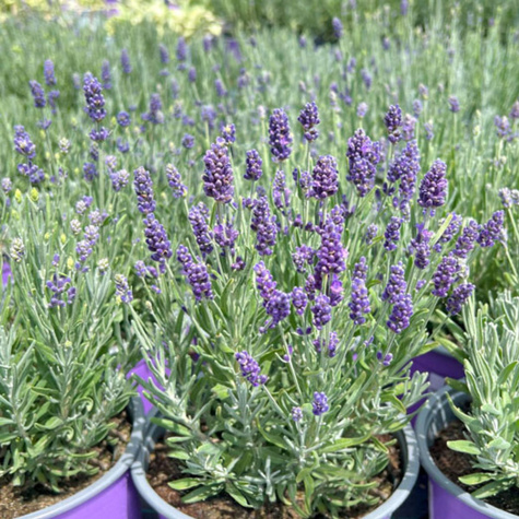 Zestaw Lawenda wąskolistna lekarska Hidcote Blue Strain 6 szt