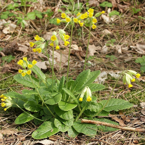 Pierwiosnek lekarski Pure Yellow (C2)