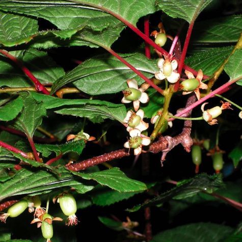 MINI KIWI Aktinidia "Lucy'' żeńska