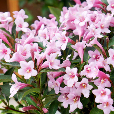 Krzewuszka cudowna Pink Poppet (C2)