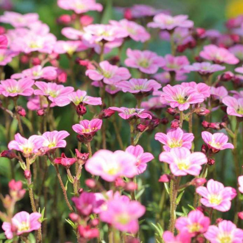 Skalnica Solution Ice Colours Appleblossom (C2)