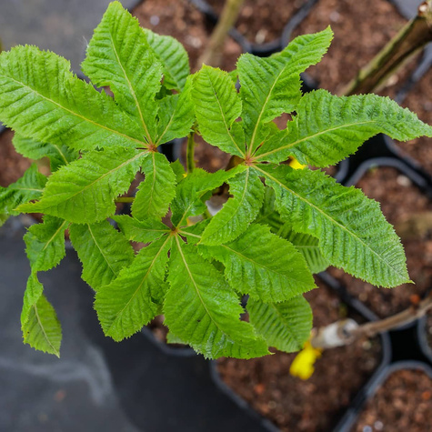 Kasztanowiec krwisty Briotti