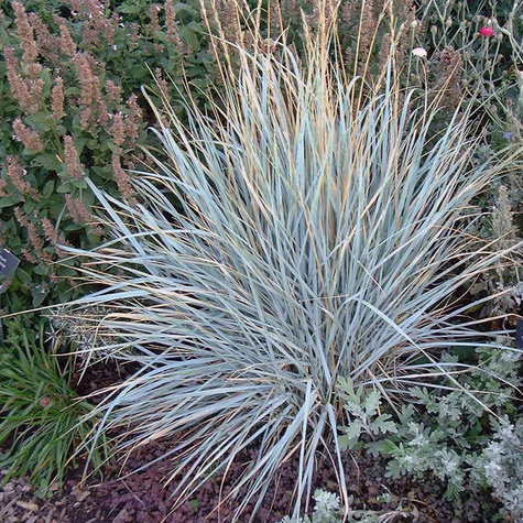 Wydmuchrzyca piaskowa Blue Dune (C2)