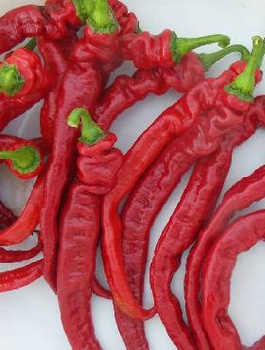 Papryka słodka Tongua mieszanic 0,1g