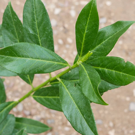 Laurowiśnia wschodnia Gabi (C2)