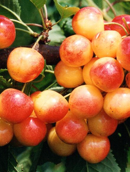 Czereśnia Żółta Najsłodsza Plant Pack