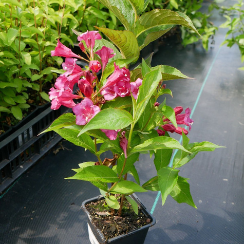 Krzewuszka cudowna Korea (P9)