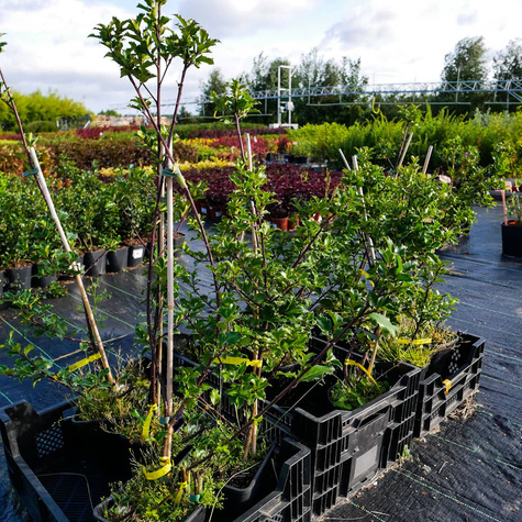 Ostrokrzew Blue Prince męski (C2)