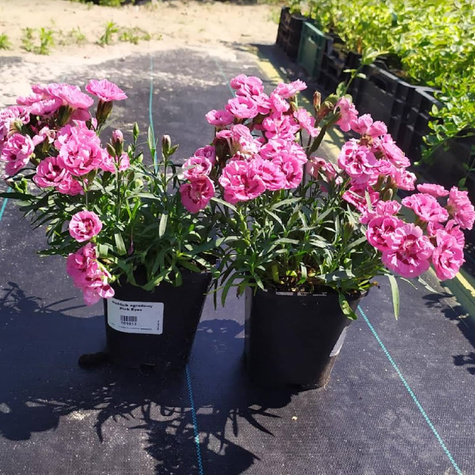 Goździk ogrodowy Pink Eyes (C2)