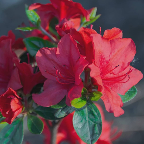 Rododendron Różanecznik czerwony z nakrapianym środkiem (C2)