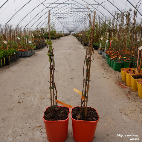 MINI KIWI Aktinidia "Lucy'' żeńska